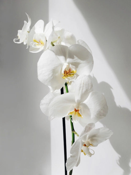  Single stem of white moth orchid with 8 blooms